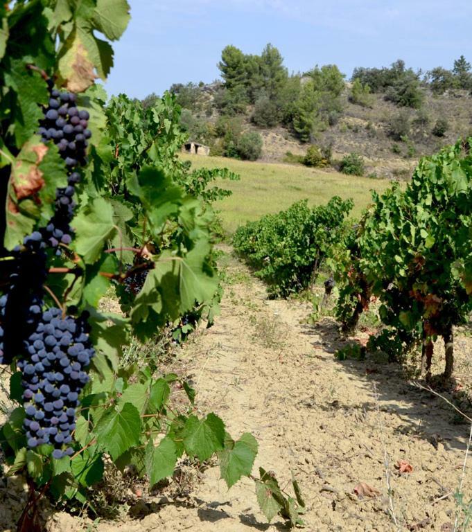 Gite Vigneron Du Domaine D'Alon Magrie Екстер'єр фото