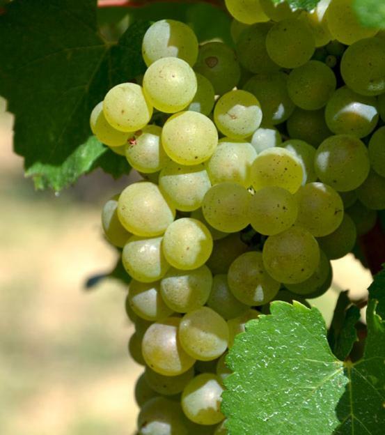 Gite Vigneron Du Domaine D'Alon Magrie Екстер'єр фото