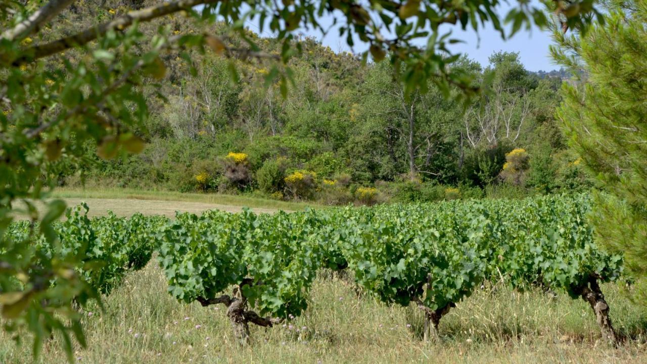 Gite Vigneron Du Domaine D'Alon Magrie Екстер'єр фото